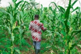 What Africa Can Learn From Zambia’s Empty Pesticide Container Management