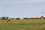 How to Prep Your Herd for Winter