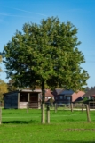 Oak Tree Pruning Tips: Skip Summer, Prune In Fall