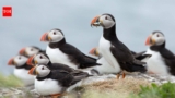 In 2002, Lundy began its rat-eradication project; puffins later rose from 13 in 2000 to 1,335, and more than 40,000 seabirds now nest on the island