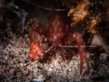 The Other Pistol Shrimp for Reefs