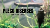 Pleco Diseases and Their Causes (Detailed Guide)