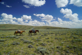 This Patient Rider Spent Months Retracing the Pony Express on Horseback