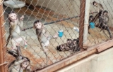 Save Monkeys, Stop Traffickers: Support the PRIMATE Act!