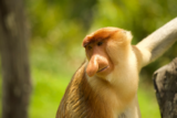Things to Do in Borneo: Sabah, Malaysia | Family Travel Guide