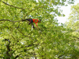 What It’s Like To Work As An Arborist