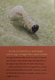 The Extraordinary Caterpiller – Lisa Connors