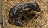 VIDEO: Baby Pygmy Hippo Born at Toronto Zoo!