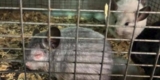 Feds Find Hundreds of Hidden Chinchillas After PETA Tip