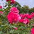 The Best Things To Do In Norfolk With Kids 2025