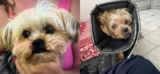 Up to $10,000 Reward: Who Beat and Left This Yorkie in a Norfolk Field?