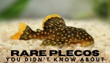 7 Rare And Unique Pleco Types (With Pictures)