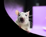 Another UMass Chan Animal Experimenter Caught Breaking the Rules