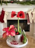 Bloom of the Month: Amaryllis