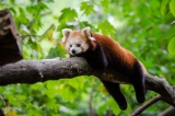 5 Cool Facts about Red Pandas for International Red Panda Day