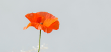 We will remember them. ￼