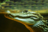 The Reptilian Brain Myth: What “Lizard Brain” Marketing Gets Wrong