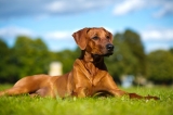 Collar vs. Harness for Your Dog and How to Choose the Right One