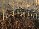 Innovative Rice Farmer Achieves “Net Carbon Negative” Rice Production   | CalCAN
