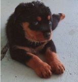 5 Remedies for Upset Stomach in Dogs