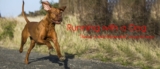 Running with a Dog: Things Every Beginner Should Know