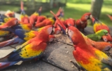 Saving the Scarlet Macaw in Narco Country