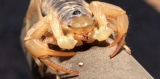 Get the facts behind common Arizona Bark Scorpion myths
