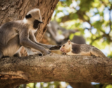 Do Monkeys Keep Pets? Study Finds Widespread Primate Interactions With Other Animal Species, From Mice to Deer