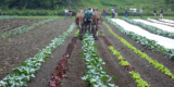 Cultural Evolution Part 1 – Small Farmer’s Journal
