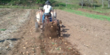 Horse Powered Potatoes Part 2 – Small Farmer’s Journal