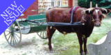 A Single Ox – Small Farmer’s Journal