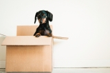 Comprehensive Landlord’s Guide to Pet Policies for Rentals