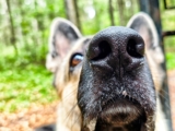AI Smart Locks Are Getting Better at Pet Recognition