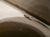 Silverfish Prevention & Control Singapore