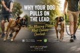 Why Does My Dog Pull on the Lead?