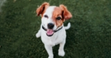 Do Dogs Smile? Exploring Dog Emotions