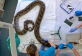 Python receives cancer treatment in UK zoo
