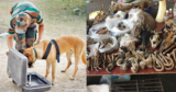 Maharashtra to Set Up Wildlife Sniffer Dog Centre to Crack Down on Illegal Wildlife Trade