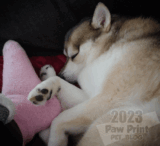 Do Dogs Dream? – Paw Print Pet Blog