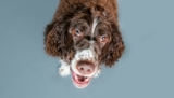 500 Irish Dog Names – Puppy Leaks