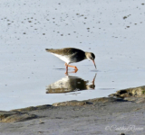 #SundayStills ~ This week is all about #Reflections #Nature #Photography