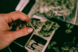 The Stardawg story: Did the UK give this strain an unfair reputation?