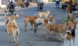 Stray Dog Attacks Raise Public Safety Concerns in Ganjam; Humane Long-Term Solution Urged |