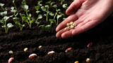 The Small Farmer’s Guide to Succession Sowing