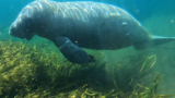 Manatee Tracking – Talbot – Clearwater Marine Aquarium