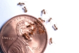 Crazy Ant Control in Louisiana: A Comprehensive Guide