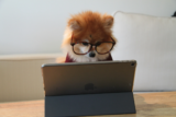 Valuation Comparison is the Thief of Joy – Pitching Angels