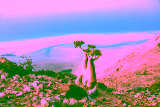 How to travel to Socotra in 2026
