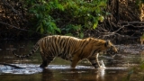 Weekend Trip To Pench National Park: Safari, Nature & Stay