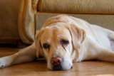 What Are the Early Signs of Immune-Mediated Blood Disease in Pets?